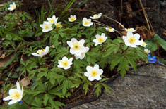 okolice ruin zamku Cisy